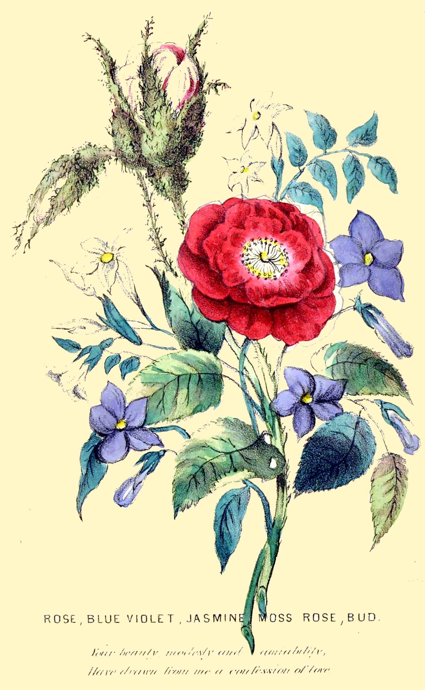 ROSE, BLUE VIOLET, JASMINE MOSS ROSE, BUD.  Your beauty, modesty and amiability, Have drawn from me a confession of love.  