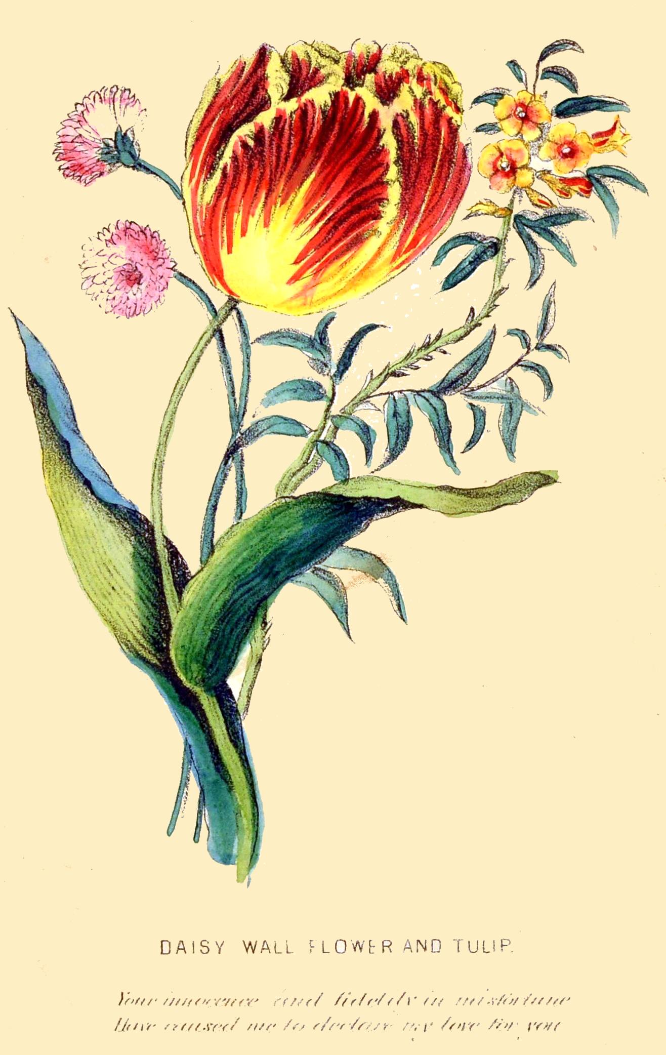 DAISY WALL FLOWER AND TULIP.  Your innocence and fidelity in misfortune Have caused me to declare my love for you  