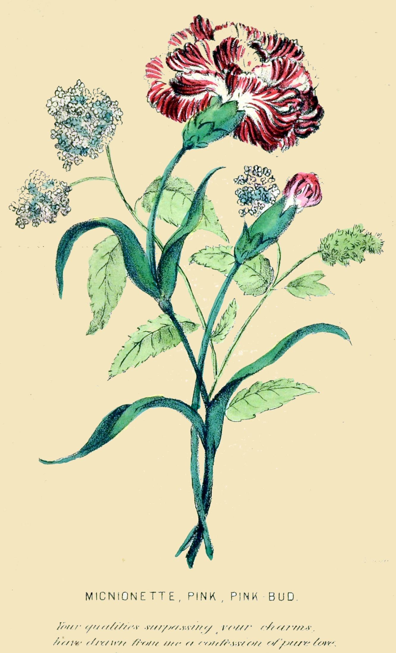 MIGNIONETTE, PINK, PINK BUD.  Your qualities surpassing your charms, have drawn from me a confession of pure love.
