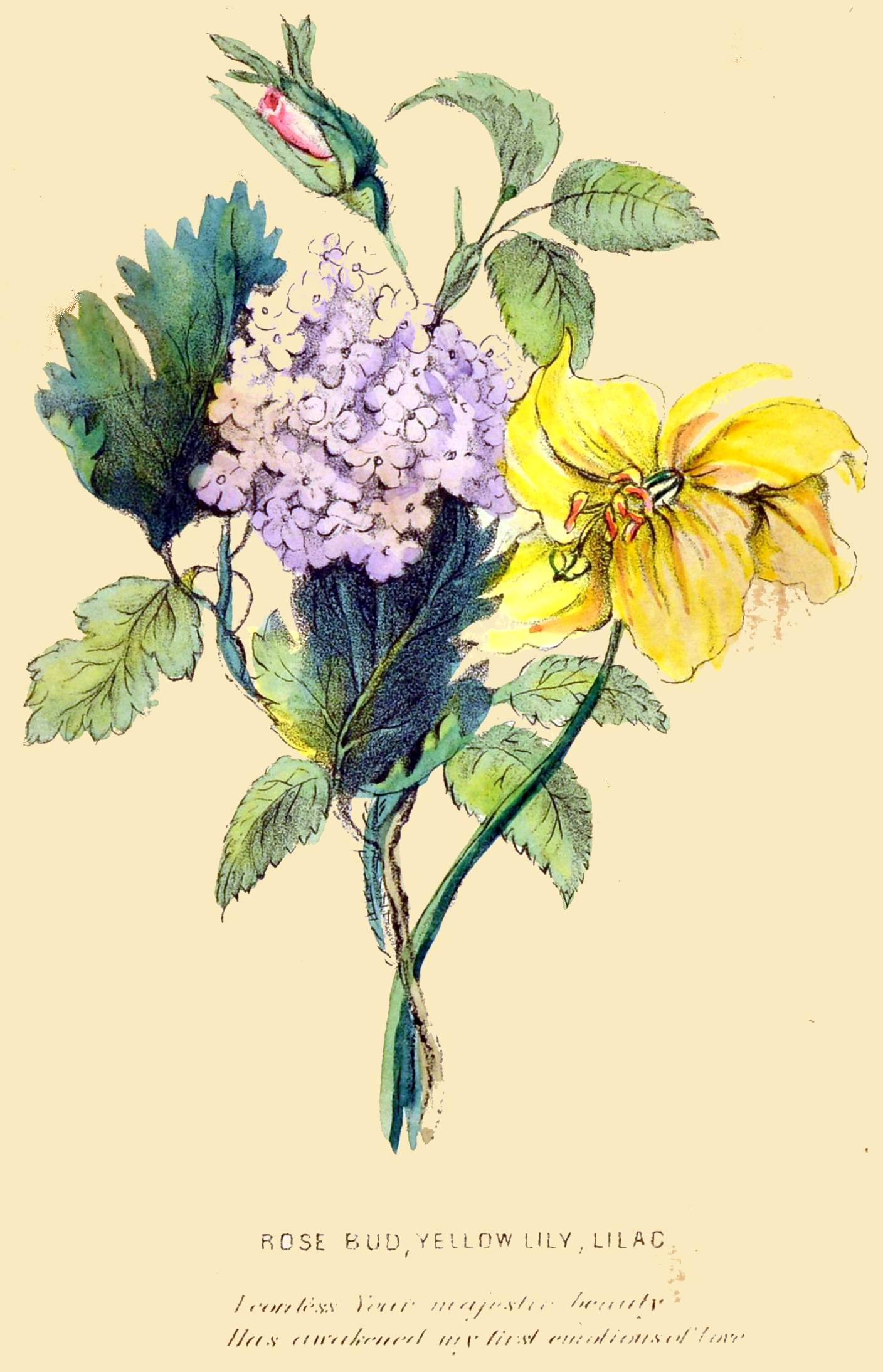ROSE BUD, YELLOW LILY, LILAC  I confess Your majestic beauty Has awakened my first emotions of love.