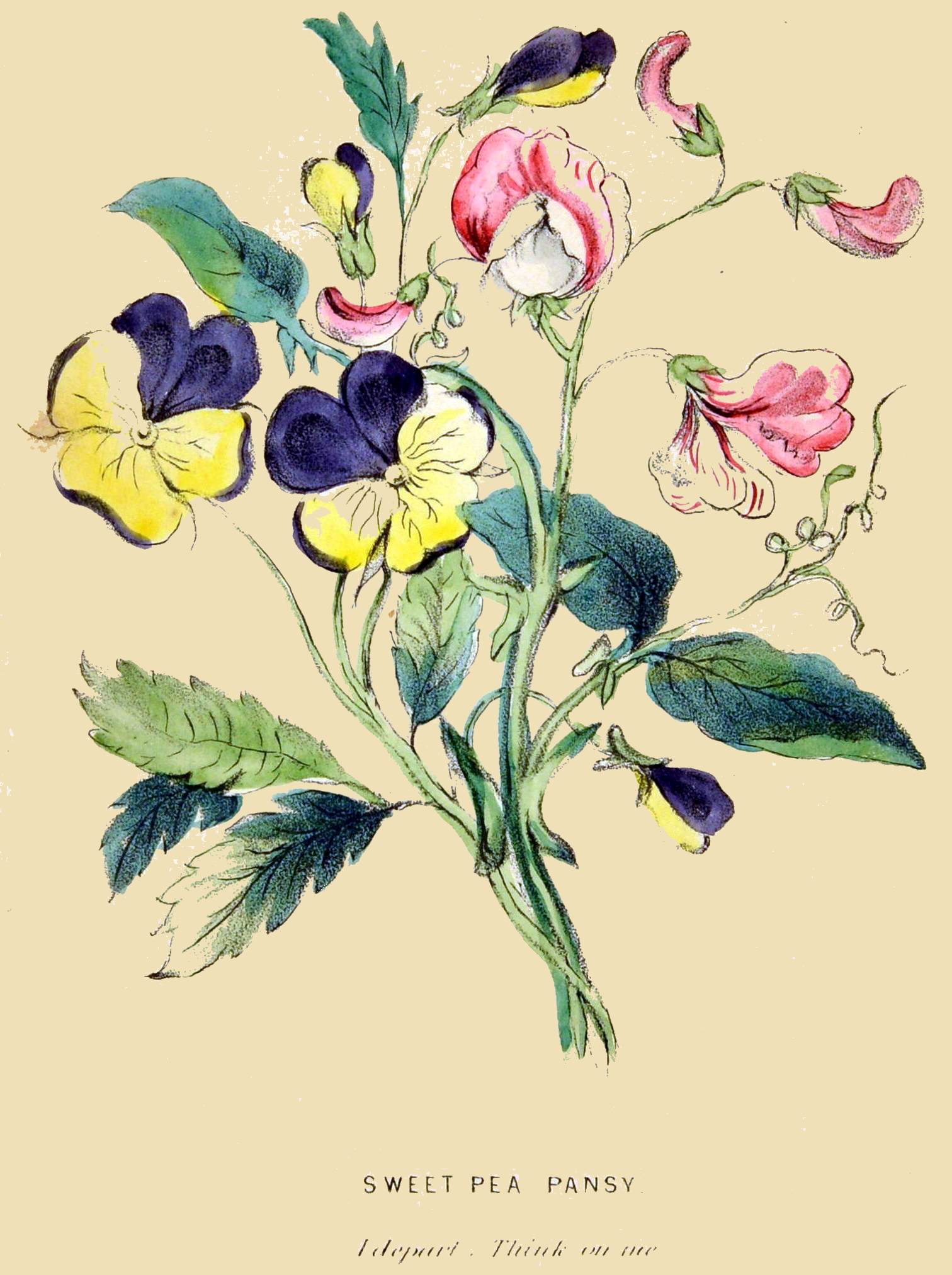 SWEET PEA PANSY  I depart. Think on me.