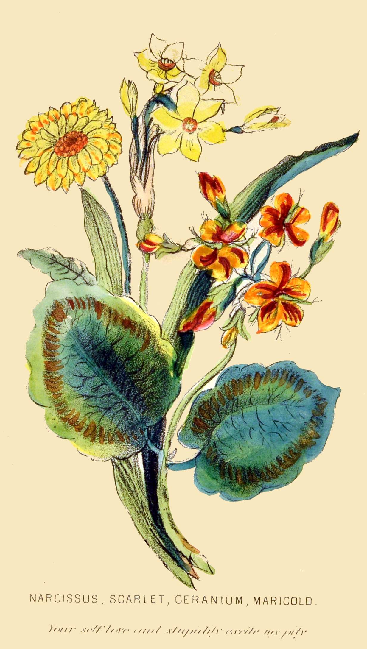 NARCISSUS, SCARLET, GERANIUM, MARIGOLD.  Your self-love and stupidity excite my pity.